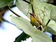 Rufous-capped Warbler (Basileuterus rufifrons)