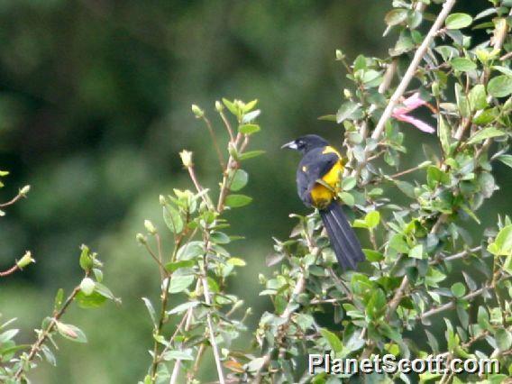 Black-cowled Oriole (Icterus prosthemelas)