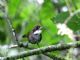 Chestnut-capped Brush-Finch (Atlapetes brunneinucha) 