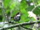 Chestnut-capped Brush-Finch (Atlapetes brunneinucha)