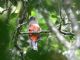 Collared Trogon (Trogon collaris) Female