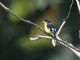 Lesser Goldfinch (Carduelis psaltria) Male Mexico