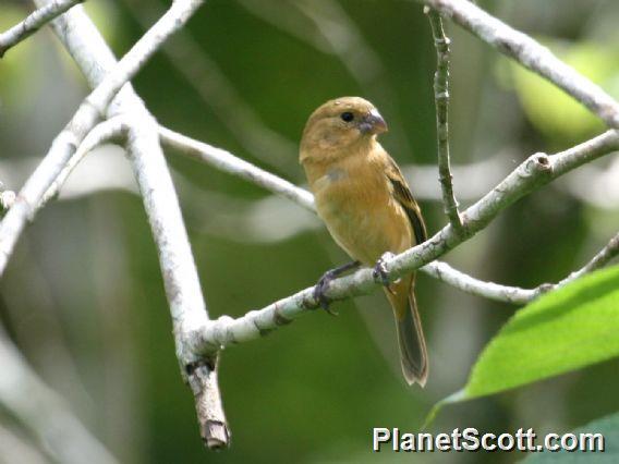 Morelet's Seedeater (Sporophila morelleti)