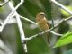 White-collared Seedeater (Sporophila torqueola) Female Mexico