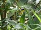 Grey-crowned Yellowthroat (Geothlypis poliocephala)