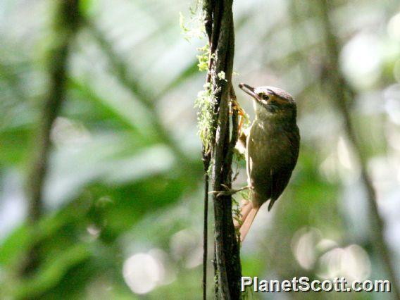 Scaly-throated Foliage-gleaner (Anabacerthia variegaticeps)