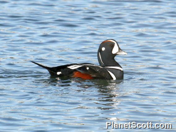 Harlequin Duck (Histrionicus histrionicus)