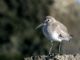 Dunlin (Calidris alpina) Nonbreeding Plumage