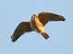 American Kestrel (Falco sparverius)