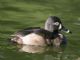 Ring-necked Duck (Aythya collaris) Female