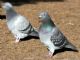 Rock Dove (Columba livia) 