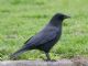 American Crow (Corvus brachyrhynchos) 