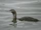 Red-throated Loon (Gavia stellata) 