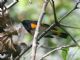 American Redstart (Setophaga ruticilla) Male