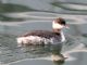 Horned Grebe (Podiceps auritus) Nonbreeding Plumage