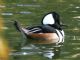 Hooded Merganser (Lophodytes cucullatus) Male