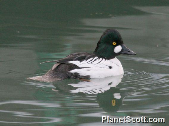 Common Goldeneye (Bucephala clangula)