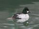 Common Goldeneye (Bucephala clangula) Male