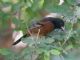 Orchard Oriole (Icterus spurius) 