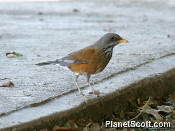 Rufous-backed Robin (Turdus rufopalliatus)