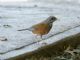 Rufous-backed Thrush (Turdus rufopalliatus) 