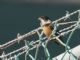 Cinnamon-rumped Seedeater (Sporophila torqueola) Male