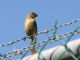 Cinnamon-rumped Seedeater (Sporophila torqueola) Female