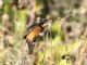 Cinnamon-rumped Seedeater (Sporophila torqueola) Male Feeding