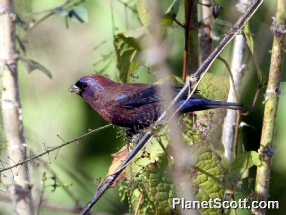 Varied Bunting (Passerina versicolor)