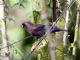 Varied Bunting (Passerina versicolor) Male