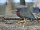 Green Heron (Butorides virescens) 