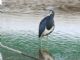 Tricolored Heron (Egretta tricolor) 