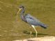 Tricolored Heron (Egretta tricolor) 