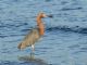 Reddish Egret (Egretta rufescens) 