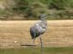 Reddish Egret (Egretta rufescens) Juvenile