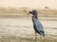 Little Blue Heron (Egretta caerulea) 