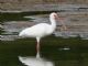 White Ibis (Eudocimus albus) 