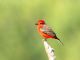 Vermilion Flycatcher (Pyrocephalus rubinus) Male