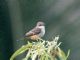 Vermilion Flycatcher (Pyrocephalus rubinus) Female