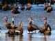 Black-bellied Whistling-Duck (Dendrocygna autumnalis) 