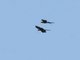 Military Macaw (Ara militaris)