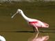 Roseate Spoonbill (Ajaia ajaja) 