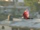 Roseate Spoonbill (Ajaia ajaja) 