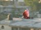 Roseate Spoonbill (Ajaia ajaja)