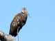 Limpkin (Aramus guarauna) 