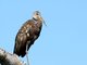 Limpkin (Aramus guarauna)