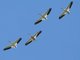 American White Pelican (Pelecanus erythrorhynchos)