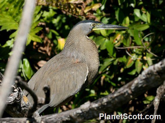 Bare-throated Tiger-Heron (Tigrisoma mexicanum)