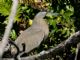 Bare-throated Tiger-Heron (Tigrisoma mexicanum) 