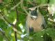 Boat-billed Heron (Cochlearius cochlearia) 